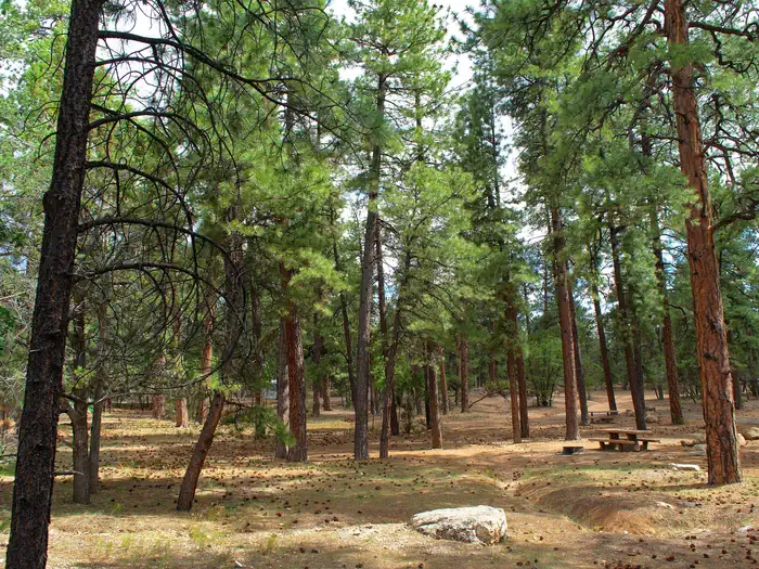 Mather Campground