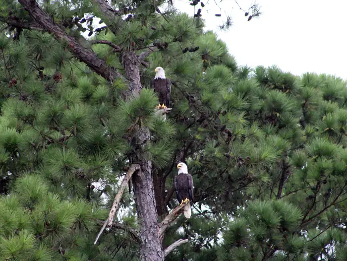 Persimmon Hill(Enid Lake)