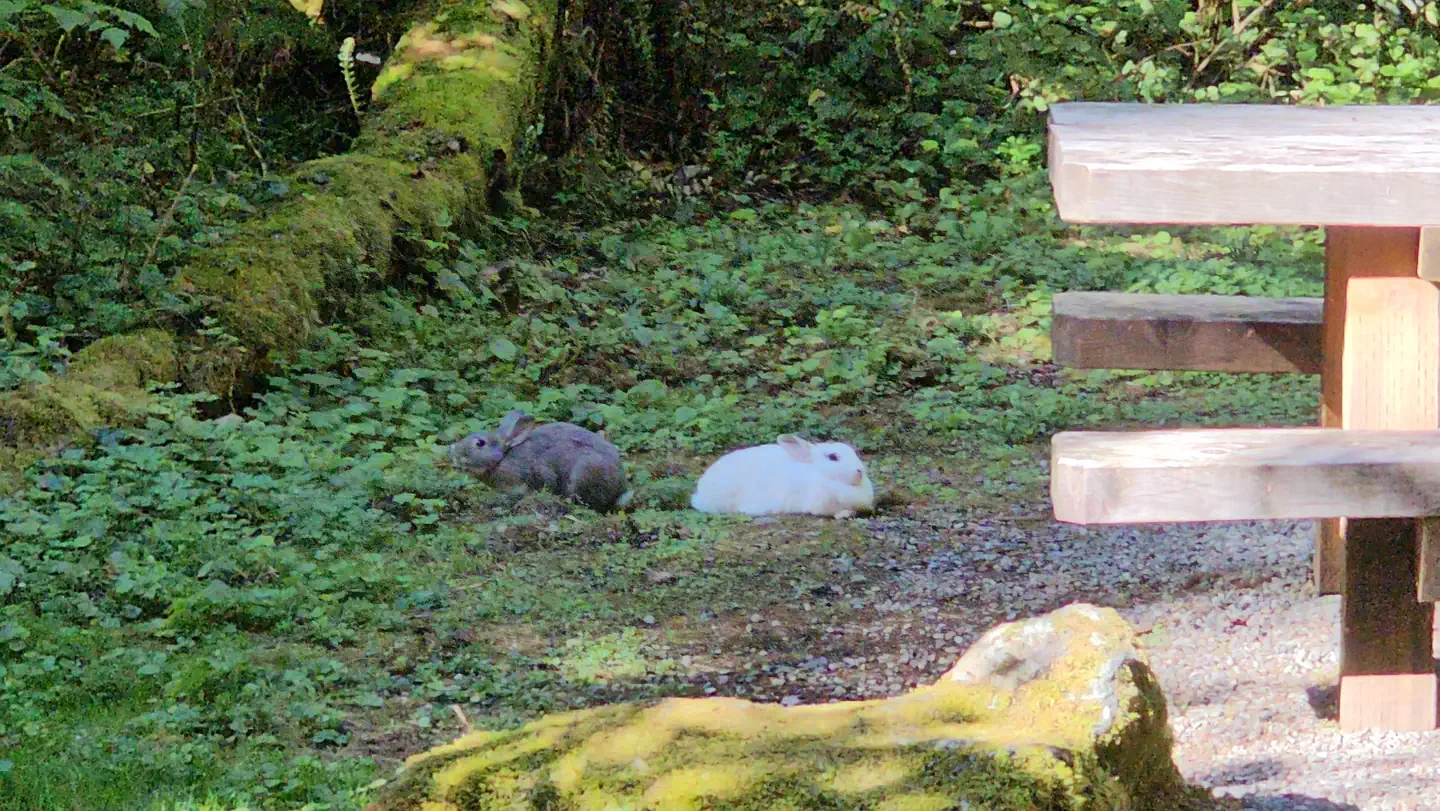 Douglas Fir Campground